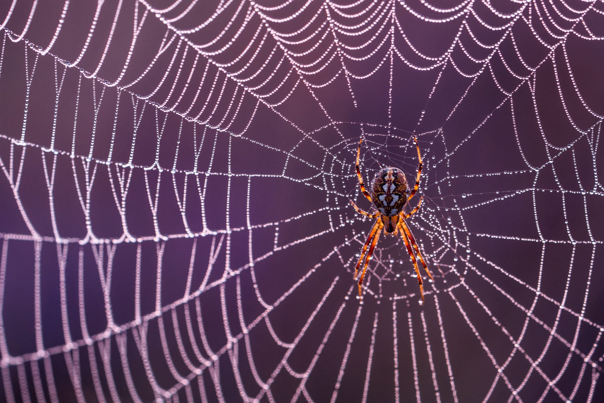 Featured image for “Nieuws: Anti-gedachte software”