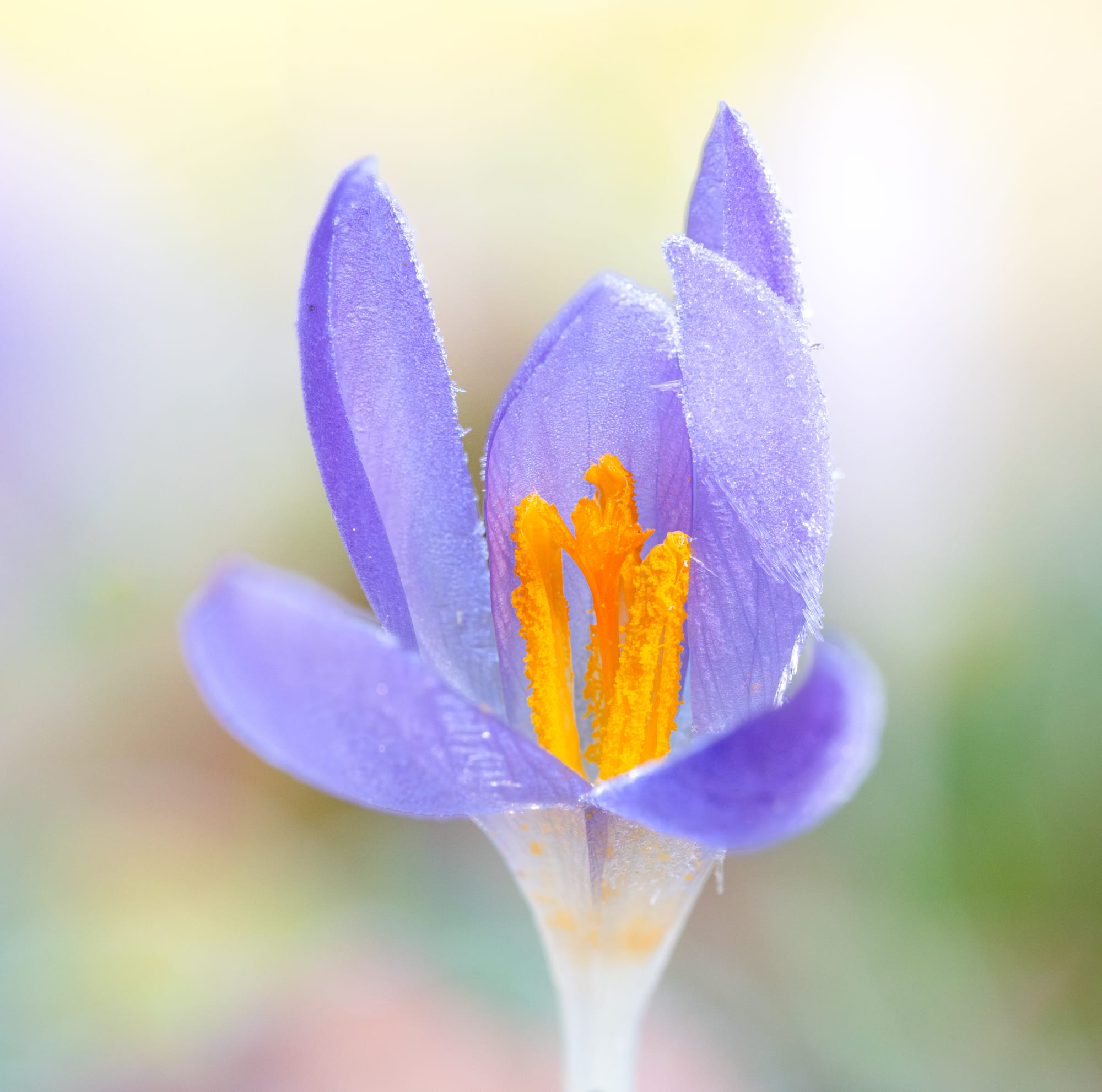 Featured image for “Samenkomst: Proef-uitwisseling!”